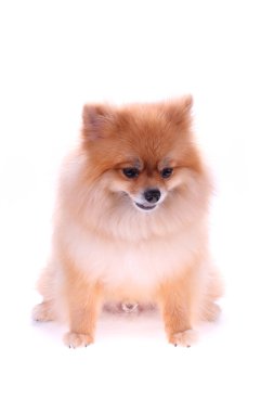 kahverengi Pomeranya köpeği beyaz zemin üzerine sevimli hayvan izole.