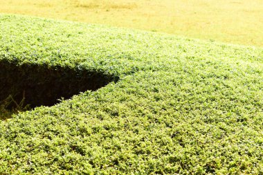 Baharda güneş ışığı alan yeşil yaprak ağacı arkaplanı