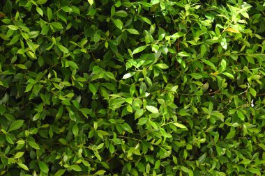 Bahçede yeşil yaprak çiti, ilkbaharda doğal arka plan