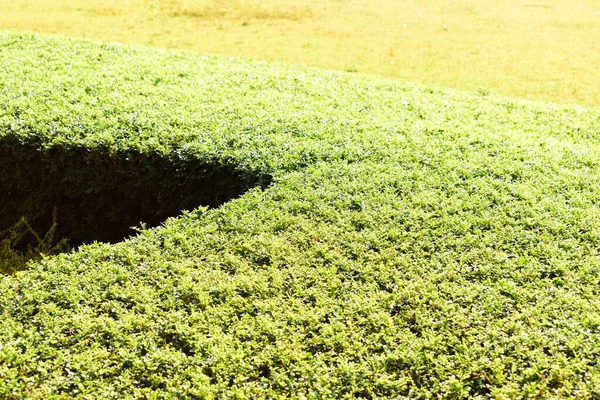 Baharda güneş ışığı alan yeşil yaprak ağacı arkaplanı