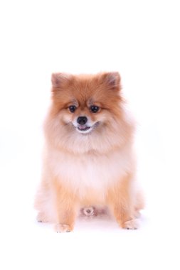 kahverengi Pomeranya köpeği beyaz zemin üzerine sevimli hayvan izole.