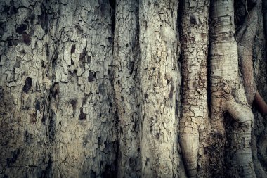 ağaç kabuğu dokusu arkaplanı
