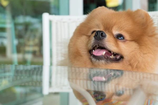 Pomerániai kiskutya kutya ápolás, rövid haj, aranyos kisállat mosolyogva — Stock Fotó