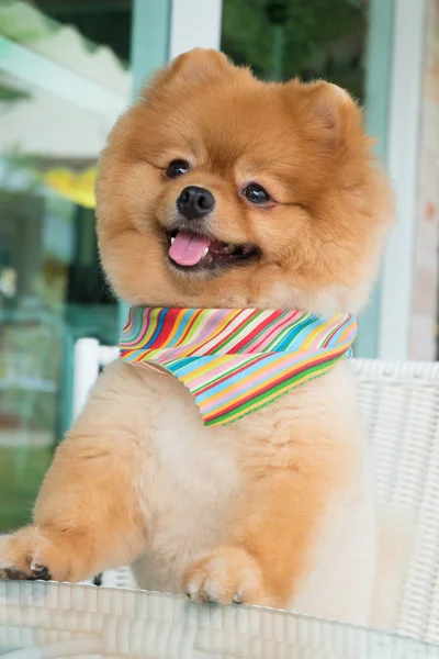 Pomerániai kiskutya kutya ápolás, rövid haj, aranyos kisállat mosolyogva — Stock Fotó