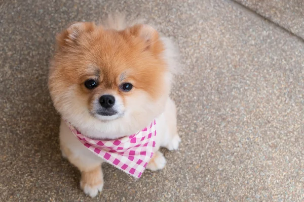 Португальський щенячий собака, що доглядає з коротким волоссям, милий улюбленець посміхається — стокове фото