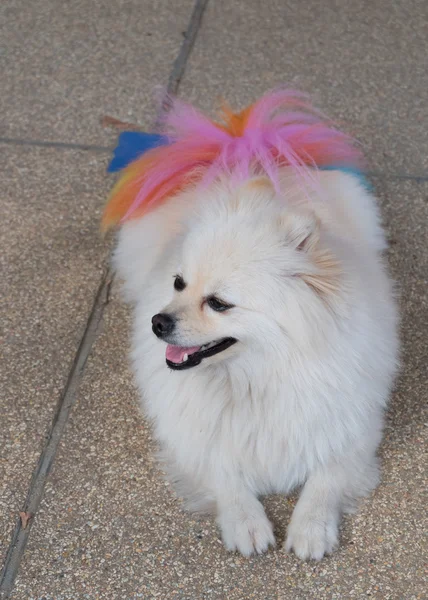 Bílý špicl pes čeledín s barevným ocáskem, roztomilé zvířátko — Stock fotografie