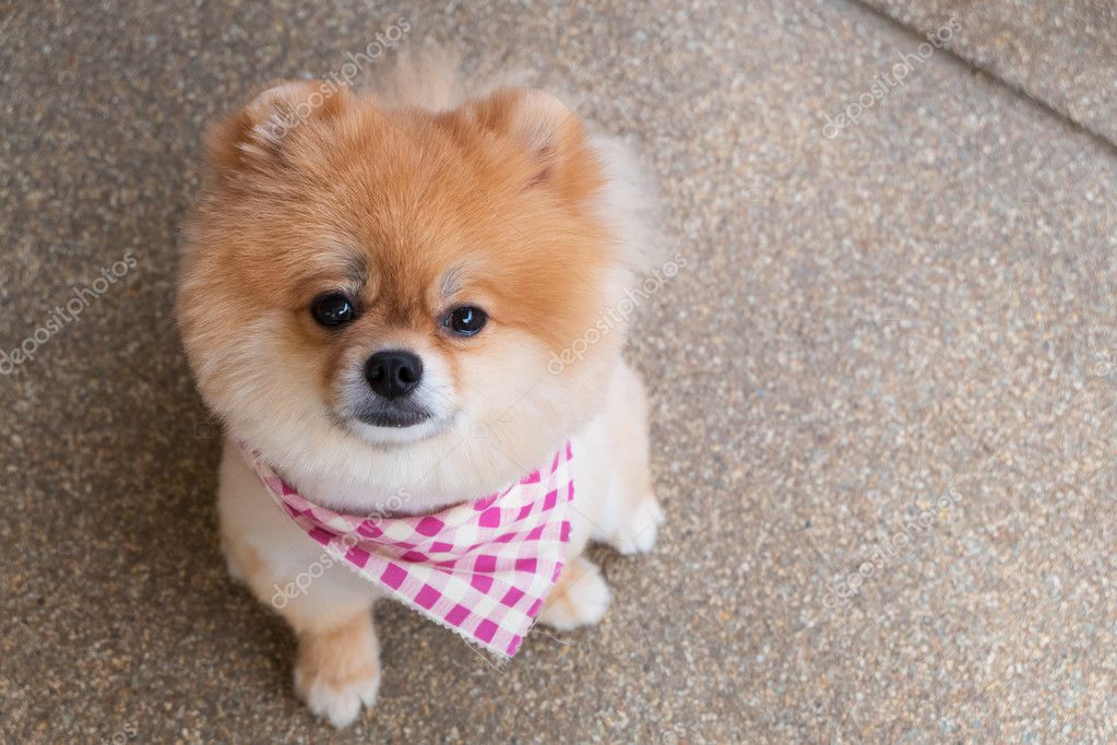 Pomeranian Puppy Dog Grooming With Short Hair Cute Pet Smiling