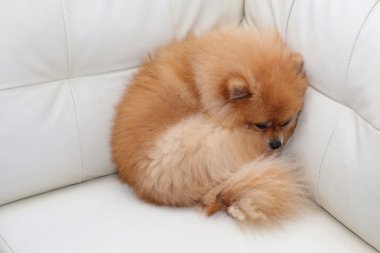 Beyaz deri koltukta uyuyan Pomeranian köpek sevimli hayvanlar