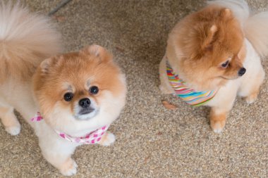kısa saç ile gülümseyen şirin evde beslenen hayvan damat pomeranian köpek yavrusu köpek