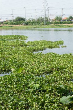 su sümbül nehirde, eichhornia crassipes