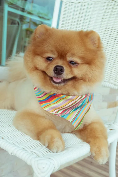 ポメラニアン子犬犬の毛づくろい、髪の短いかわいいペットの笑顔 — ストック写真