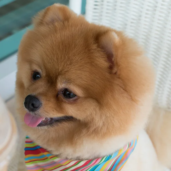 짧은 머리, 웃는 귀여운 애완 동물 손질 pomeranian 강아지 — 스톡 사진