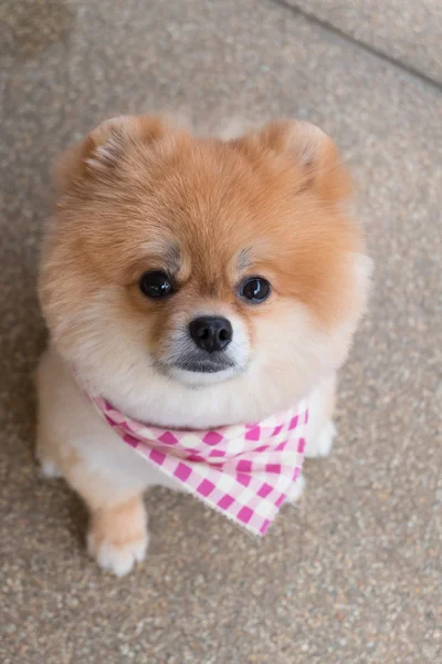 Pomeranian puppy dog grooming com cabelo curto, animal de estimação bonito sorrindo — Fotografia de Stock