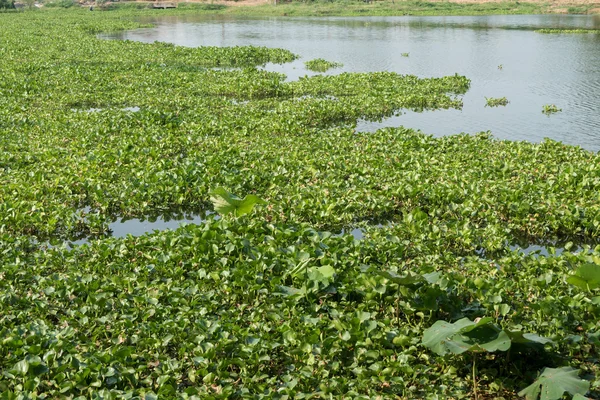 Water hyacinth in the river, eichhornia crassipes — Stock Photo, Image