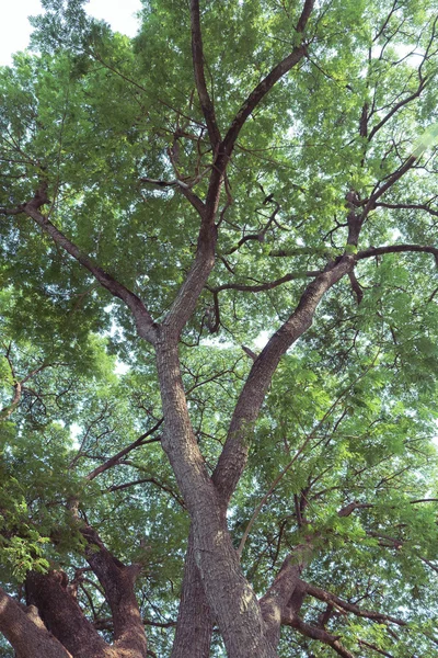 Rama de árbol de hojas verdes en un gran árbol, fondo de la naturaleza — Foto de Stock