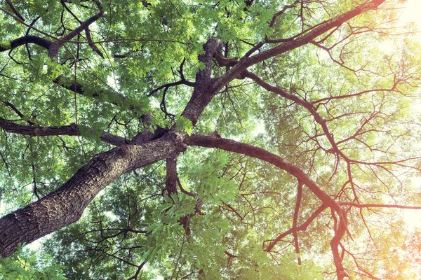 Árvore ramo de folhas verdes em uma árvore grande, natureza fundo — Fotografia de Stock