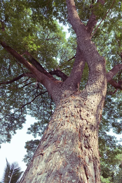 Fa ág zöld levelek egy nagy fa, természet háttér — Stock Fotó