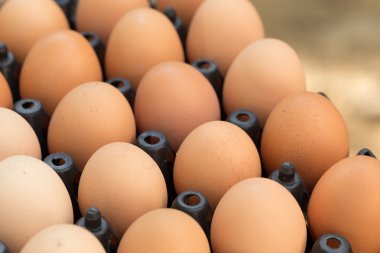 Taze organik yumurta tavuk çiftliği tarım Satılık