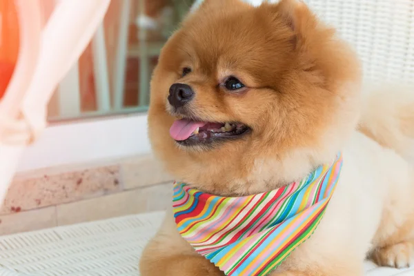 Chien poméranien toilettage chien avec les cheveux courts, mignon animal souriant — Photo