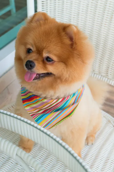Chien poméranien toilettage chien avec les cheveux courts, mignon animal souriant — Photo