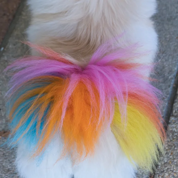 Close-up branco pomeranian cão grooming com cauda colorida — Fotografia de Stock