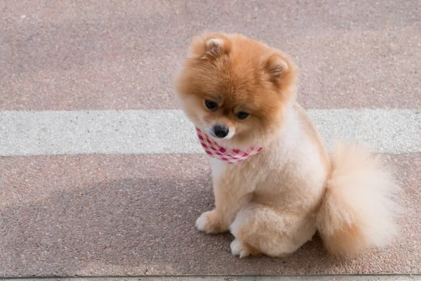 Pomeranian valp hund grooming med kort hår, söta husdjur — Stockfoto