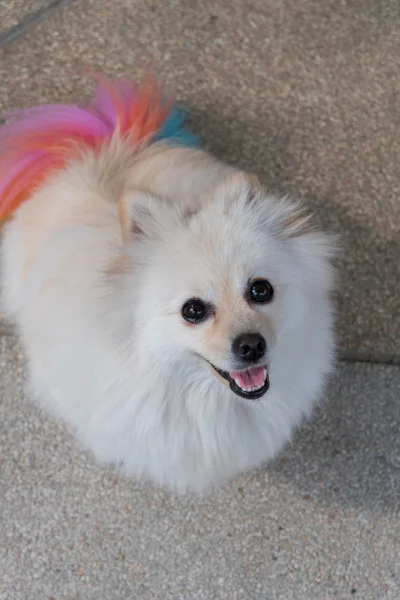 カラフルな尾を持つかわいいペットをグルーミング白いポメラニアン犬 — ストック写真