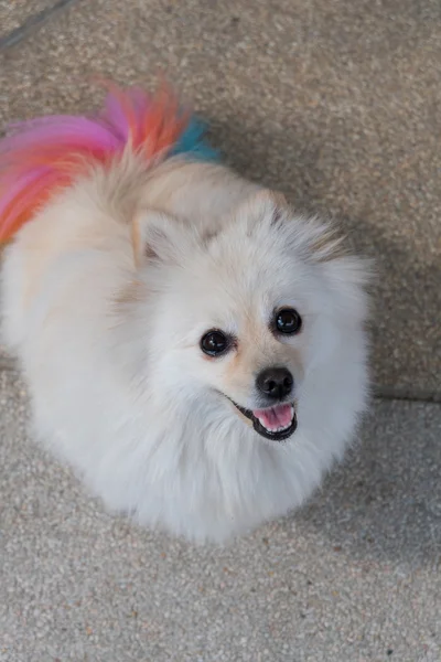 White pomeranian dog grooming with colourful tail, cute pet — Stock Photo, Image