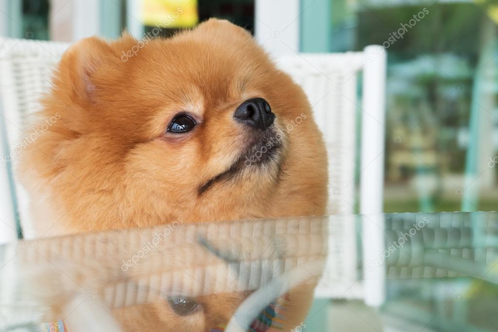 Pomeranian Puppy Dog Grooming With Short Hair Cute Pet Smiling