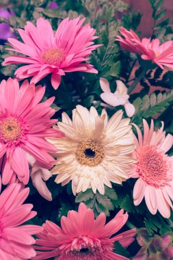 çiçek düğün dekorasyon, güzel gerbera çiçek çiçeklenme