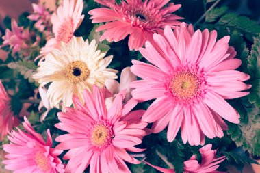 çiçek düğün dekorasyon, güzel gerbera çiçek çiçeklenme
