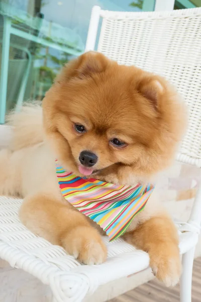 博美犬小狗打扮，短发，微笑的可爱宠物 — 图库照片