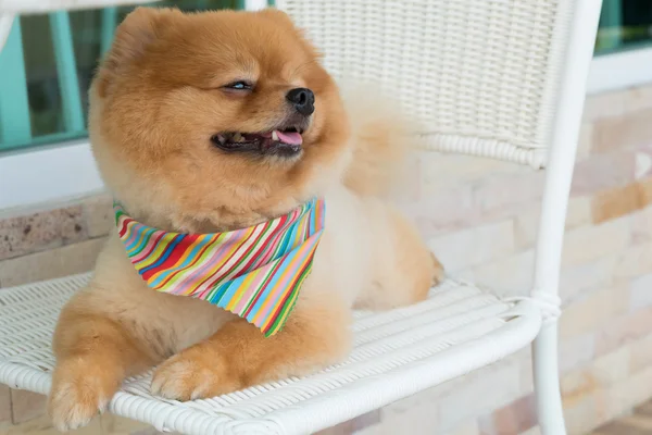 Pomeranian puppy dog grooming com cabelo curto, animal de estimação bonito sorrindo — Fotografia de Stock