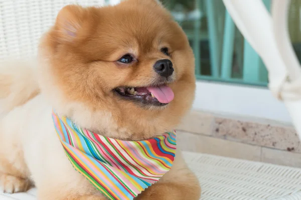 Špicl štěně pes čeledín s krátkými vlasy, roztomilé zvířátko s úsměvem — Stock fotografie