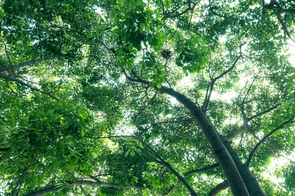 Boom tak van groene bladeren op een grote boom, natuur achtergrond — Stockfoto