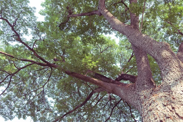 Gałęzie drzew zielonych liści na dużym drzewie, tło natury — Zdjęcie stockowe