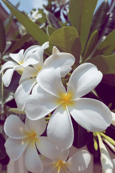 Frangipani plumeria spa tropical fleur, fleurs vintage — Photo