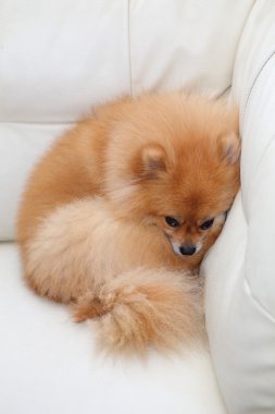 Beyaz deri koltukta uyuyan Pomeranian köpek sevimli hayvanlar