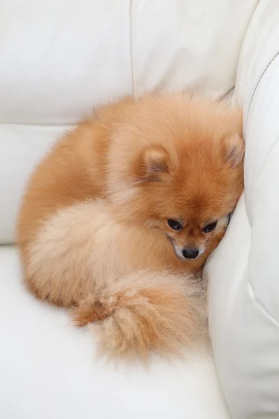 Pomeranian dog cute pets sleeping on white leather sofa — Stock Photo, Image