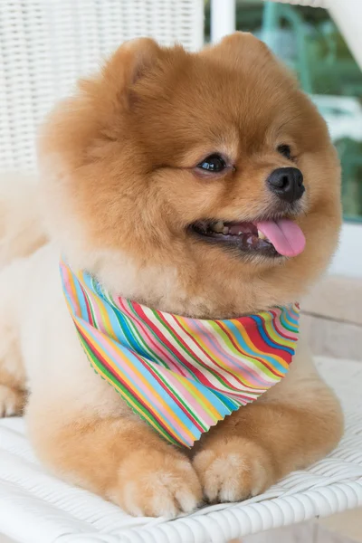 Pomerania cucciolo di cane governare con peli corti, simpatico animale domestico sorridente — Foto Stock
