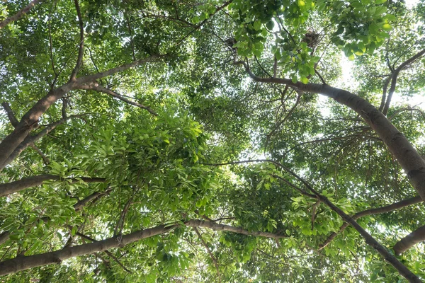 Boom tak van groene bladeren op een grote boom, natuur achtergrond — Stockfoto