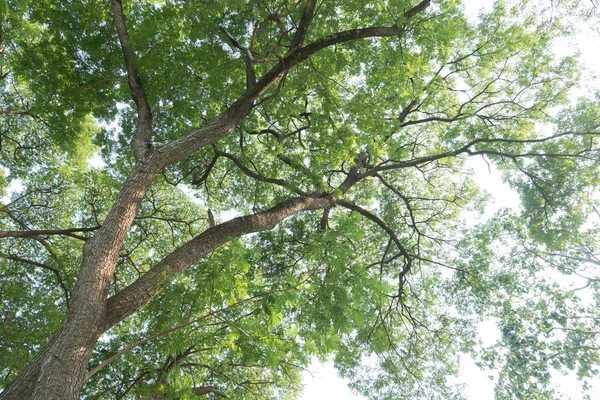 Strom větev zelených listů na velký strom, příroda pozadí — Stock fotografie