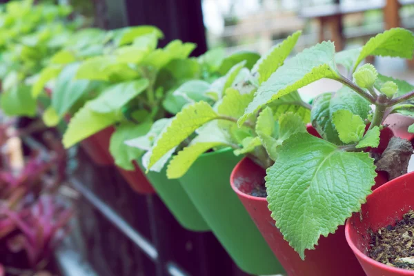 Pequeñas plantas orgánicas que crecen en macetas — Foto de Stock