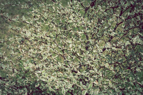 Zweig der grünen Blattnatur, Terminalia ivorensis-Baum — Stockfoto