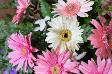 çiçek düğün dekorasyon, güzel gerbera çiçek çiçeklenme