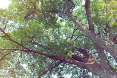 Yeşil yaprakların ağaç dalı büyük bir ağaçta, doğa arka planında