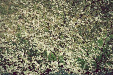 yaprak yeşil doğa, terminalia ivorensis ağaç dalı