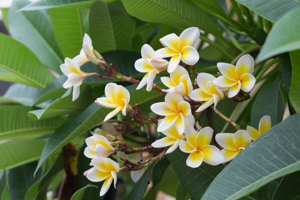 Flor tropical frangipani branca, flor de plumeria florescendo — Fotografia de Stock
