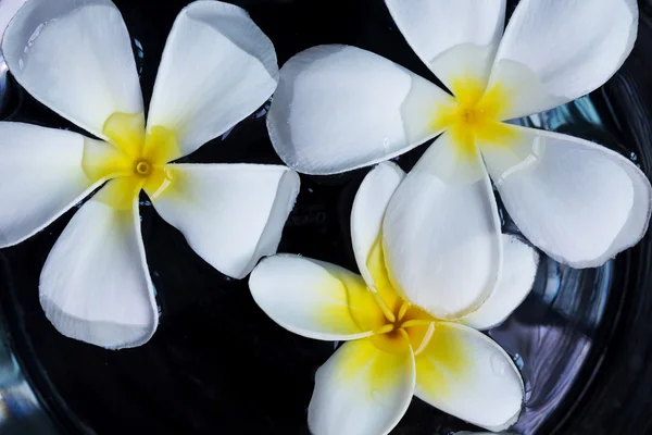 Vit frangipani plumeria tropisk blomma flyter på vatten — Stockfoto