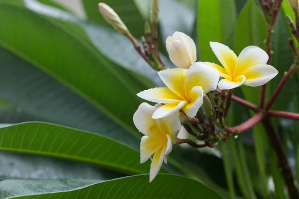 Белый frangipani plumeria тропический цветок с капли воды — стоковое фото